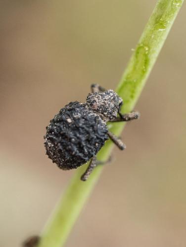 Réf. 231 543 : Brachycerus sp.