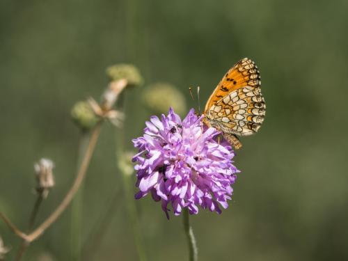 Melitaea parthenoides