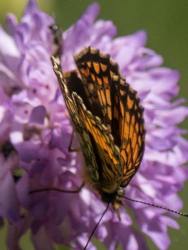 Melitaea parthenoides