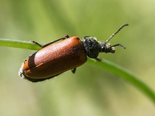 Omophlus sp.
