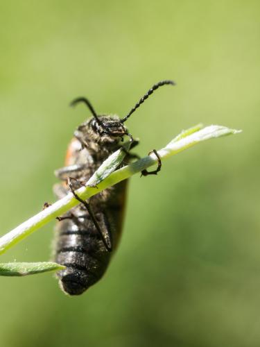 Omophlus sp.