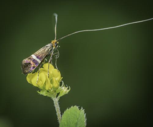 Adela australis