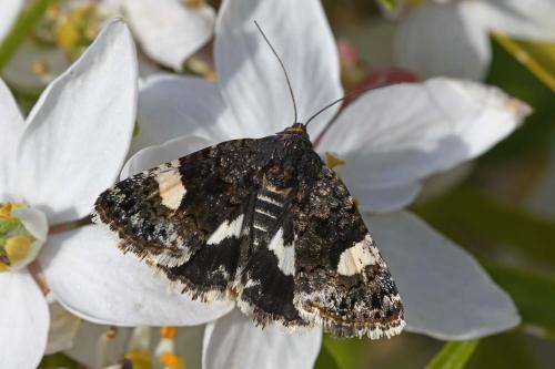 Tyta luctuosa