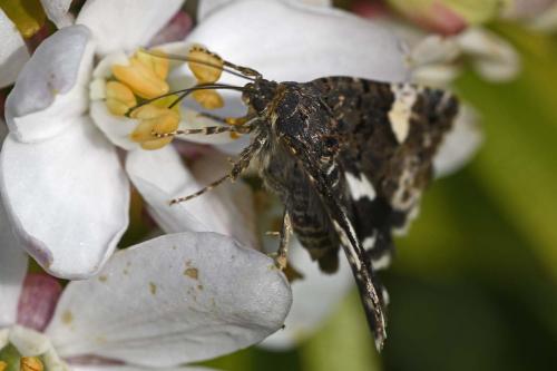Réf. 231 047 : Tyta luctuosa