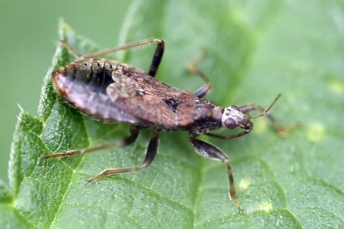 Himacerus sp.