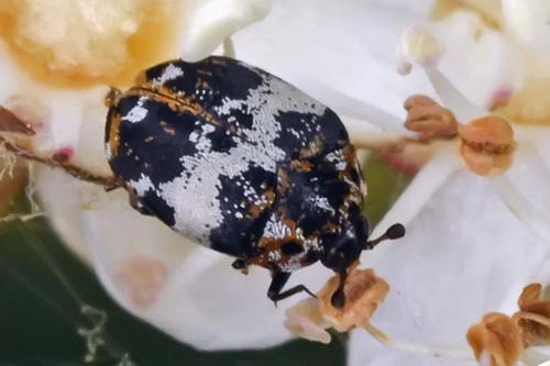 Anthrenus pimpinellae