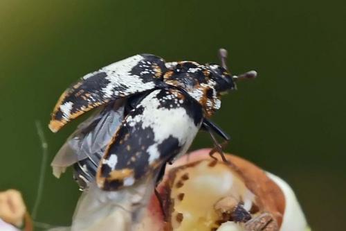 Anthrenus pimpinellae
