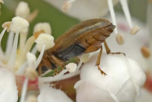 Orsodacne humeralis