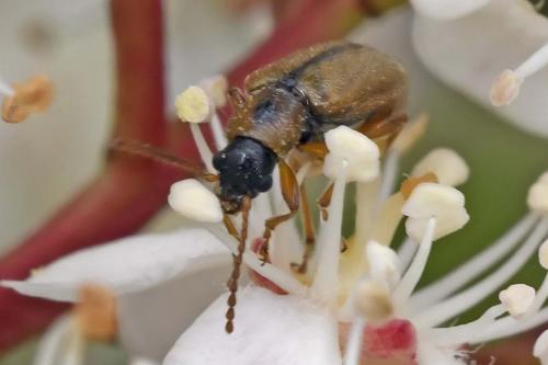 Orsodacne humeralis