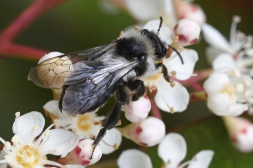 Andrena cineraria