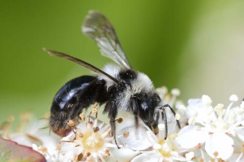 Andrena cineraria
