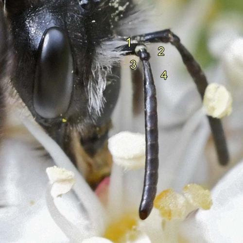 Andrena cineraria