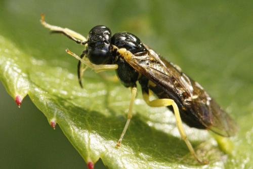 Aneugmenus coronatus