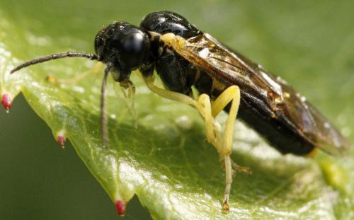 Aneugmenus coronatus