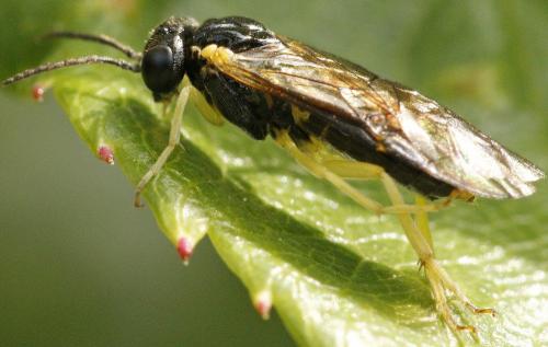 Aneugmenus coronatus