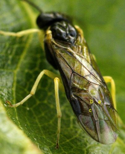 Aneugmenus coronatus