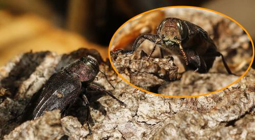 Réf. 231 359 : Chrysobothris affinis