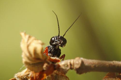 Xiphydria camelus