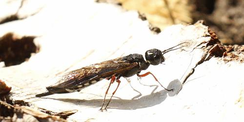 Xiphydria camelus