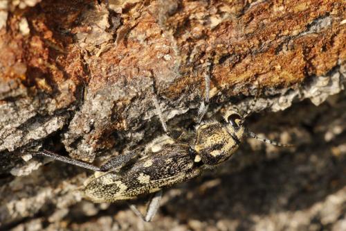 Xylotrechus rusticus