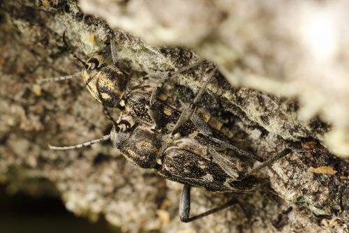 Réf. 231 457 : Xylotrechus rusticus