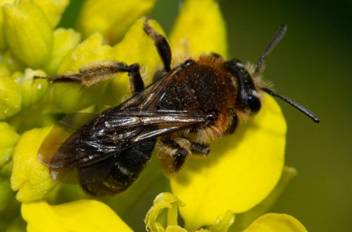 Andrena sp.