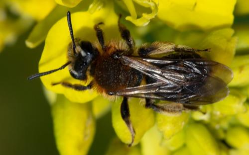 Andrena sp.