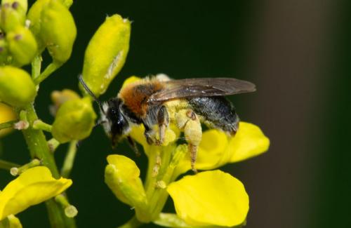 Andrena haemorrhoa