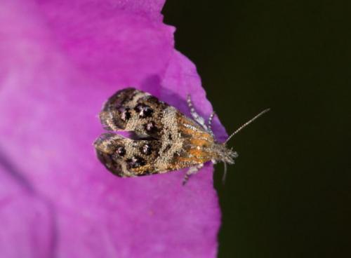 Tebenna sp.