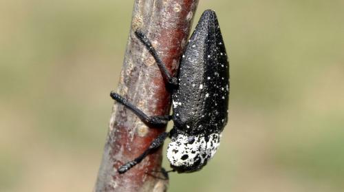 Capnodis tenebrionis