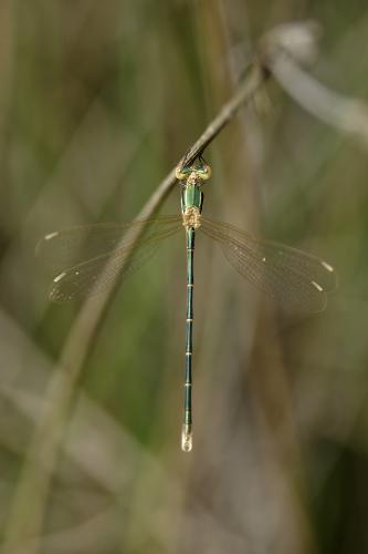 Lestes barbarus