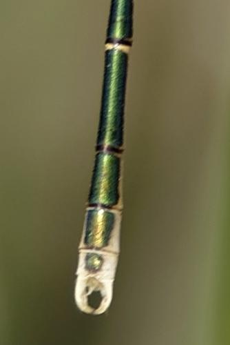 Lestes barbarus