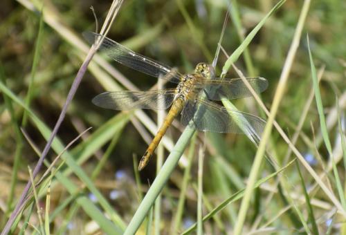 Sympetrum fonscolombii