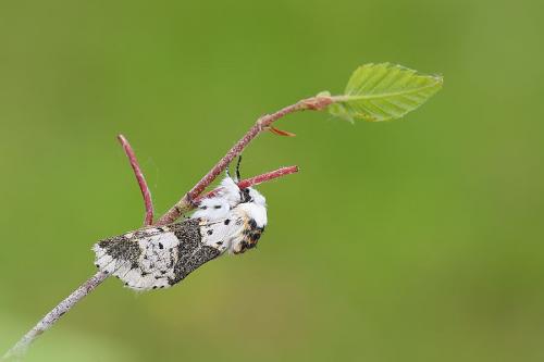 Réf. 231 786 : Furcula bicuspis