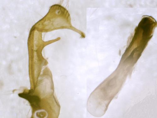 Oligia strigilis
