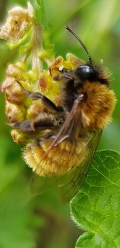 Andrena fulva