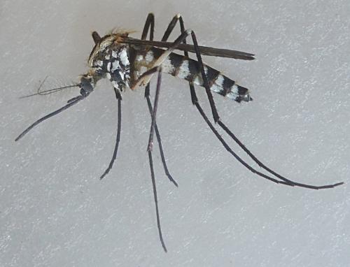 Réf. 231 322 : Aedes geniculatus