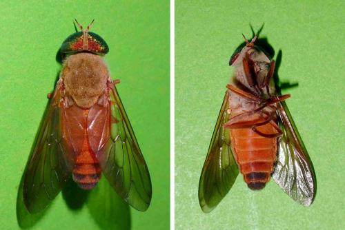 Réf. 231 558 : Tabanus sp.