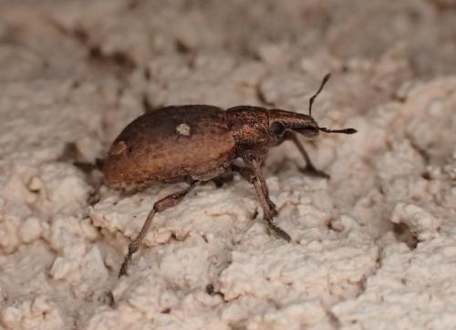 Graptus triguttatus