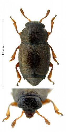 Réf. 231 463 : Brachypterus urticae