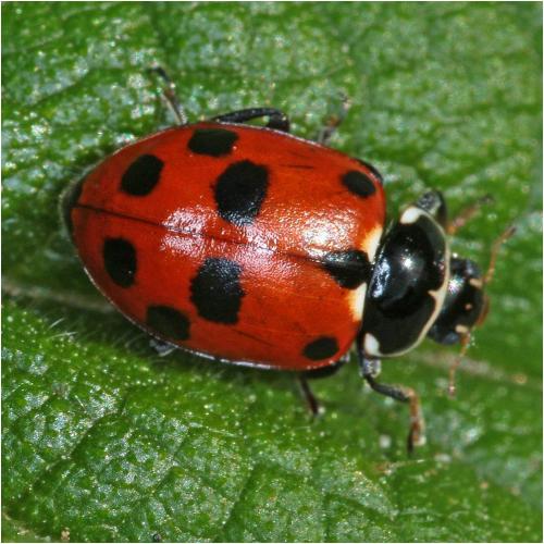 Réf. 231 044 : Hippodamia variegata