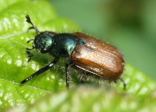 Réf. 231 160 : Phyllopertha horticola