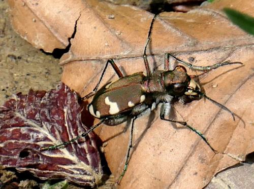 Réf. 231 352 : Cicindela sylvicola