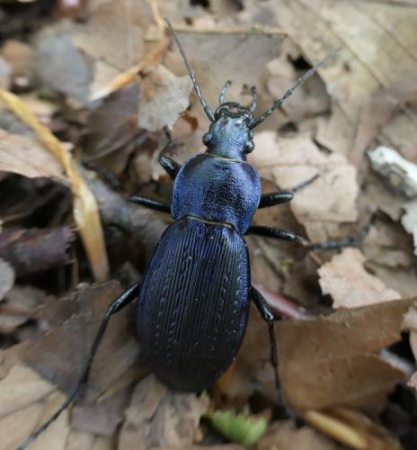 Réf. 231 436 : Carabus monilis
