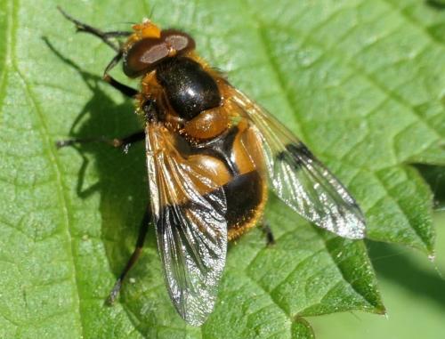 Volucella inflata