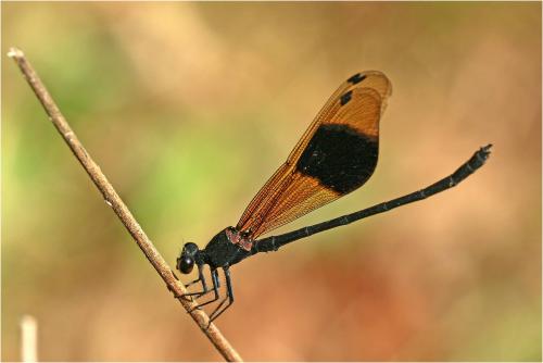 Euphaea decorata