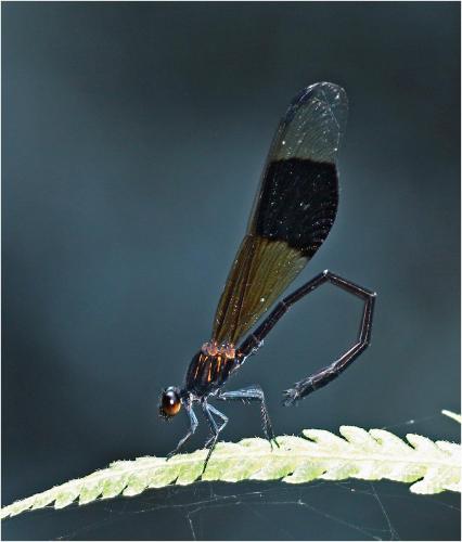 Réf. 231 841 : Euphaea decorata