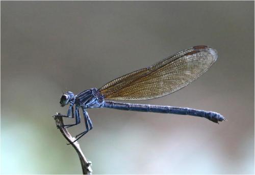 Euphaea decorata
