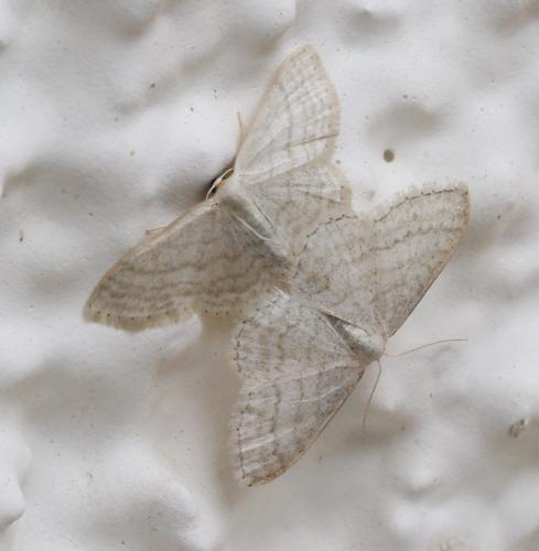 Réf. 231 484 : Idaea subsericeata