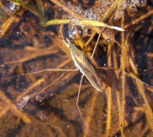 Gerris thoracicus